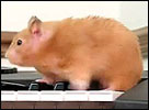 Hamsters Can't Play The Piano Video