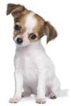 Cha-Cha Chihuahua - Downloadable Recorder Single thumbnail