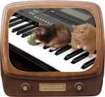 Hamsters Can't Play The Piano Video