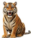 A BAG O' Tigers - Downloadable Recorder Single thumbnail